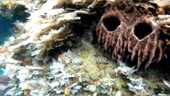 Rajaampat-Under and On the Sea