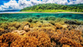 Rajaampat-Under and On the Sea