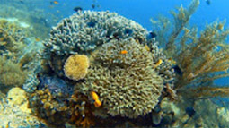 Adventure Cruise. 10 Days 9 Nights Adventure Cruise. 10 Days 9 Nights