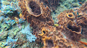 Exploring Day Rajaampat