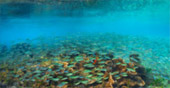 Coral Reef Lovers
