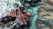 Friwen Wall and Japanese Coral Garden