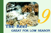 The Reef Great for Low Season
