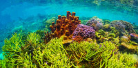 Rajaampat : Not Maldive