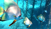 The Reef Great for Low Season