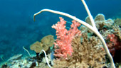 The Reef Great for Low Season