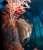 One Day Tour Snorkeling Raja Ampat