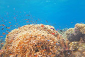 7 Days: Exploring Cruise
