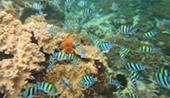 4 Days Waigeo Pianamo Kabui Bay