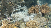 4 Days Waigeo Pianamo Kabui Bay